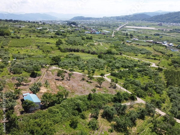 Obraz 長野の中野市の農園と夏の青空　雄大な山並みと果樹園の風景（ドローン空撮）