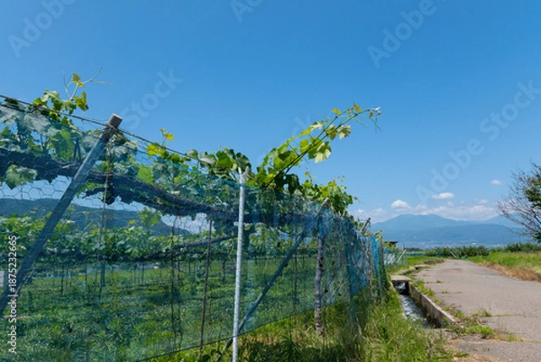 Obraz 長野のぶどう畑と夏の青空　のどかな田舎道と山並みの風景