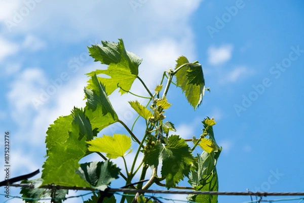 Obraz 長野のぶどう畑と夏の青空　のどかな田舎道と山並みの風景