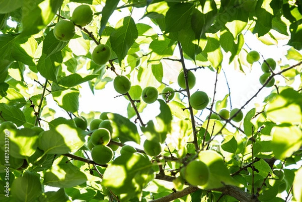 Obraz 初夏の日差しを浴びる青梅　新緑の木漏れ日と若い果実