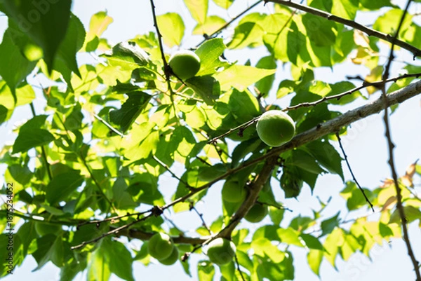 Obraz 初夏の日差しを浴びる青梅　新緑の木漏れ日と若い果実