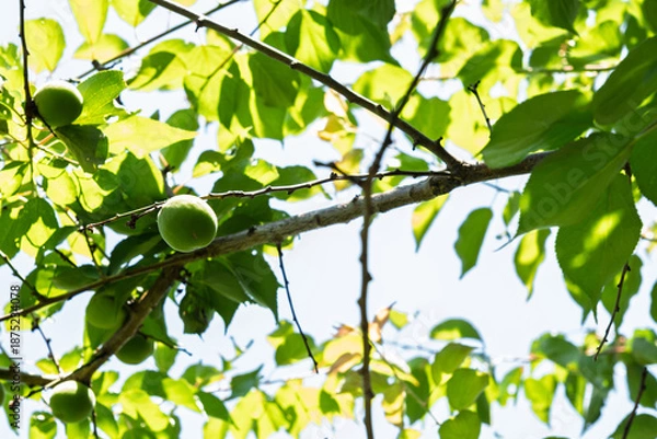 Obraz 初夏の日差しを浴びる青梅　新緑の木漏れ日と若い果実