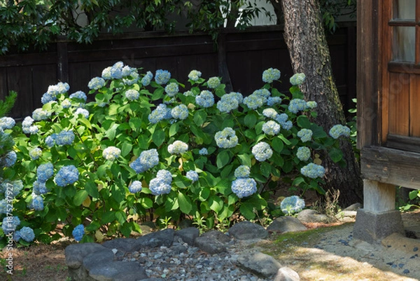Obraz 紫陽花と日本家屋