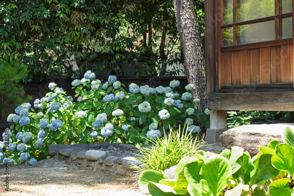 Obraz 紫陽花と日本家屋