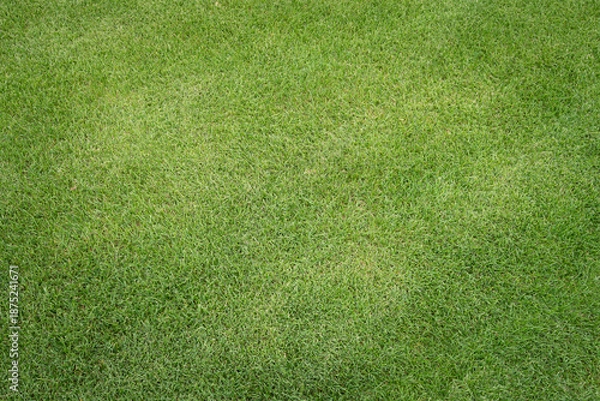 Obraz green grass background