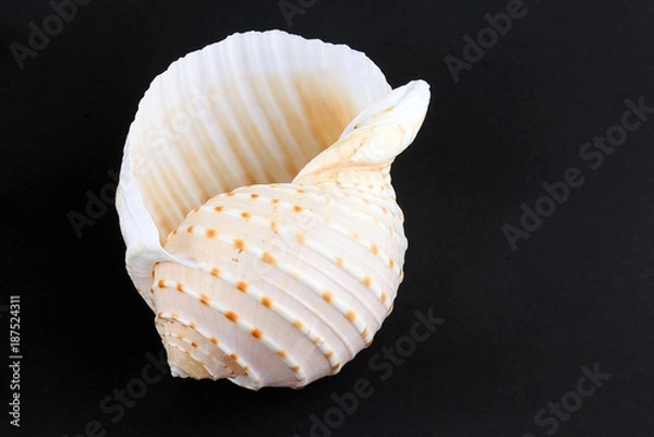 Obraz White seashell and black background