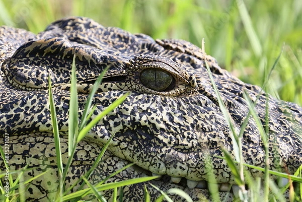 Obraz crocodile head