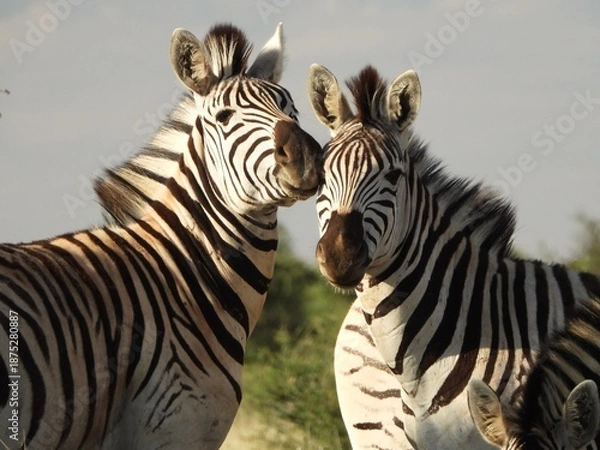 Fototapeta zebra portrait