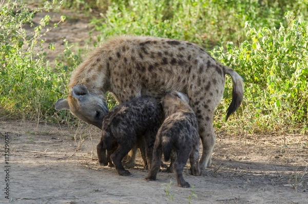 Obraz Hyène tachetée