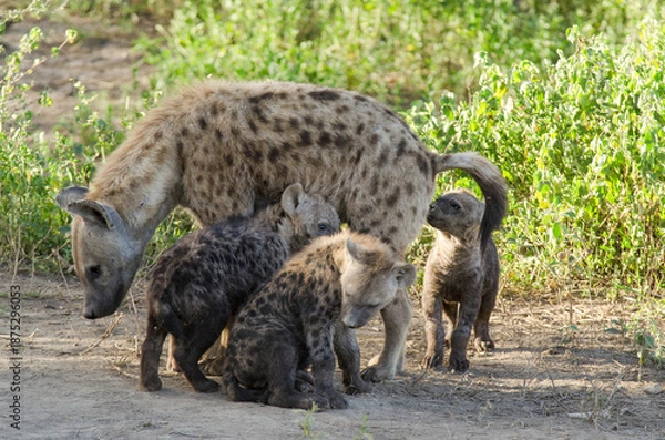 Obraz Hyène tachetée