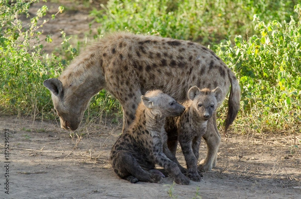 Obraz Hyène tachetée