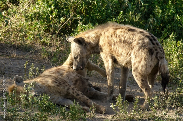Obraz Hyène tachetée