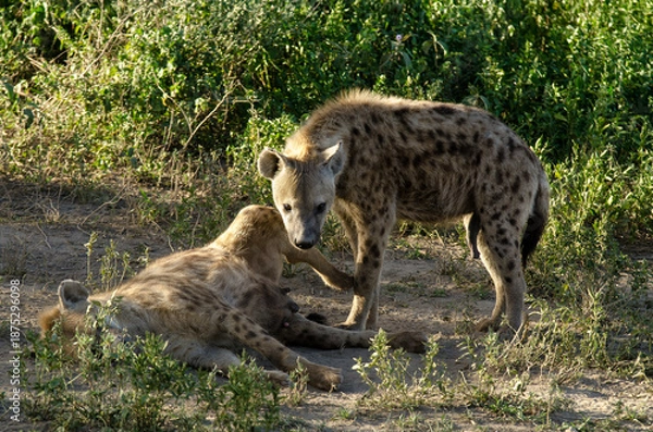 Obraz Hyène tachetée