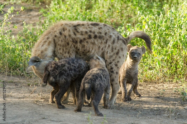 Obraz Hyène tachetée