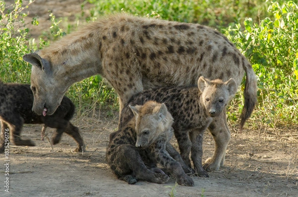 Obraz Hyène tachetée