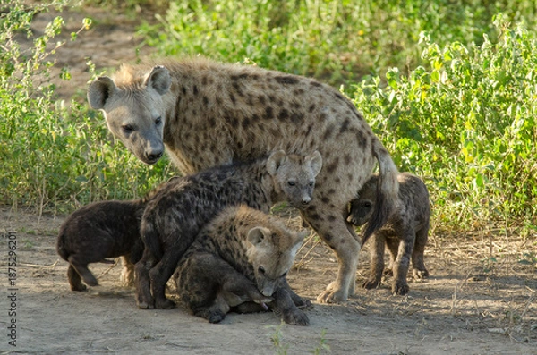 Obraz Hyène tachetée