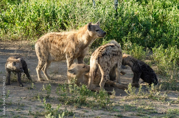 Obraz Hyène tachetée