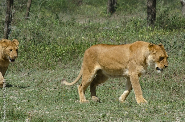Obraz Lion