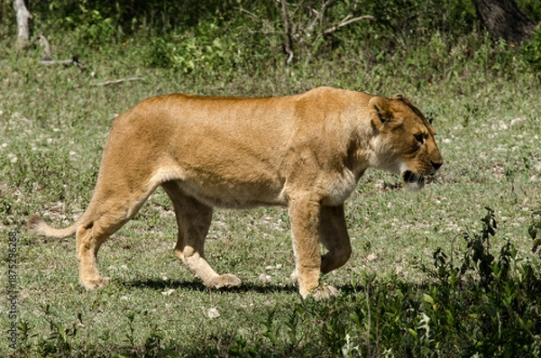 Obraz Lion