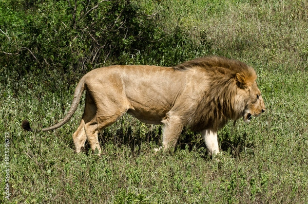 Obraz Lion