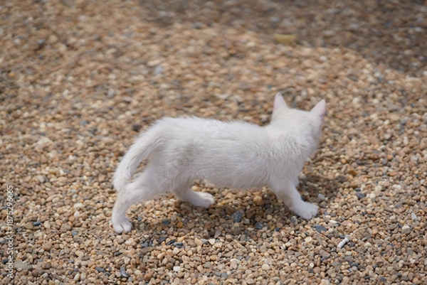 Obraz 5月、すくすく育つ白い仔猫