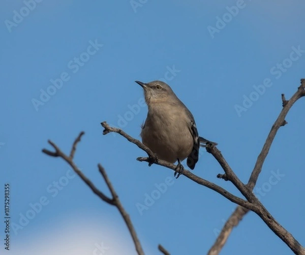 Obraz Northern Mockingbird