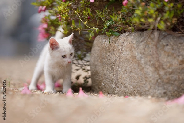 Obraz 5月、すくすく育つ白い仔猫