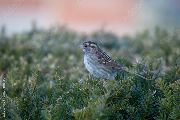 Obraz White-Throated Sparrow