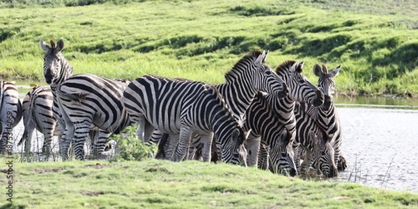 Obraz Zebra Herde am Fluss