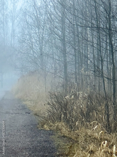 Obraz trees in the fog