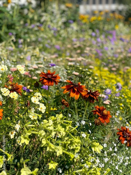 Obraz flowers in the summer