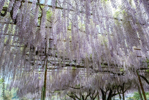 Obraz 初夏の青空に見上げる満開の藤棚と新緑の絶景