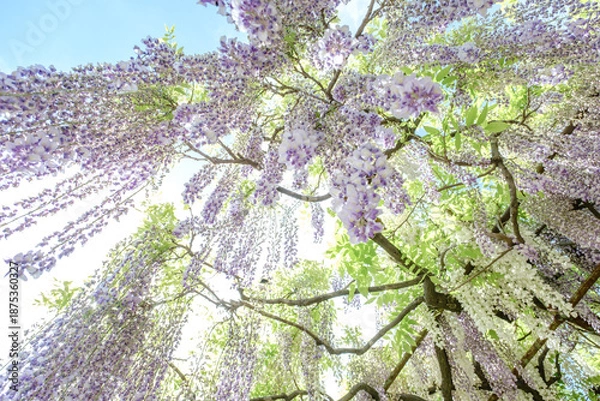 Obraz 初夏の青空に見上げる満開の藤棚と新緑の絶景