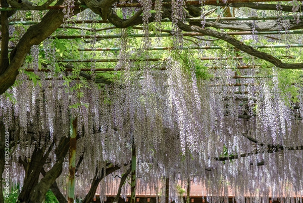 Obraz 初夏の青空に見上げる満開の藤棚と新緑の絶景