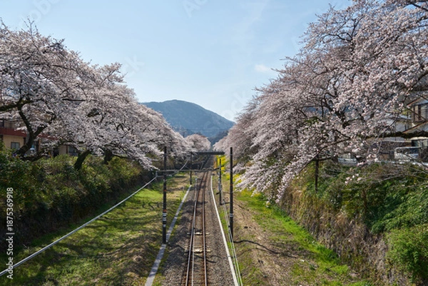 Obraz 神奈川県　春の御殿場線　山北駅の桜の回廊