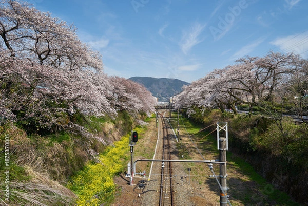Obraz 神奈川県　春の御殿場線　山北駅の桜の回廊