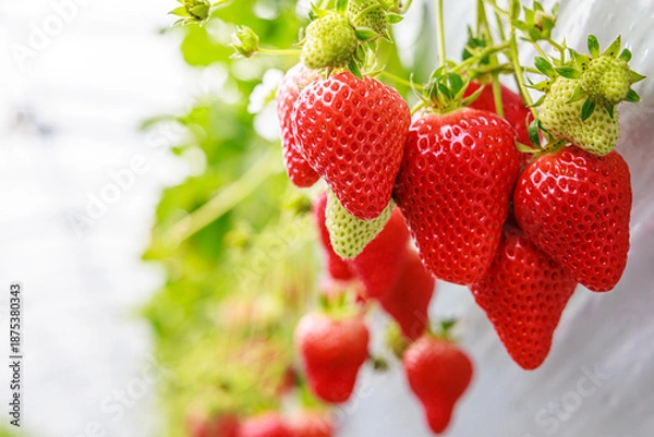 Obraz 観光農園のいちご狩り、ハウス内イメージ