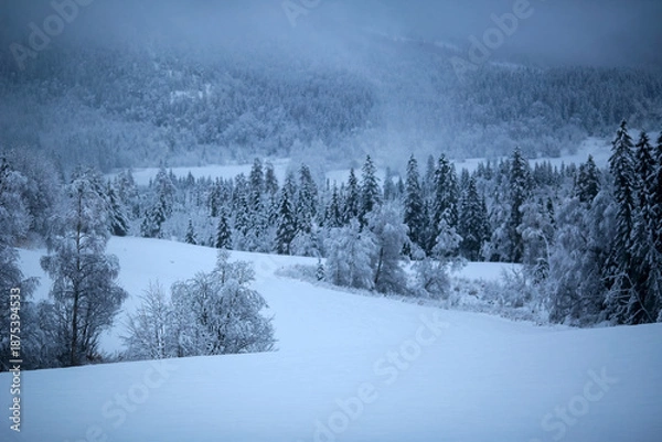 Obraz Snowy winter forest