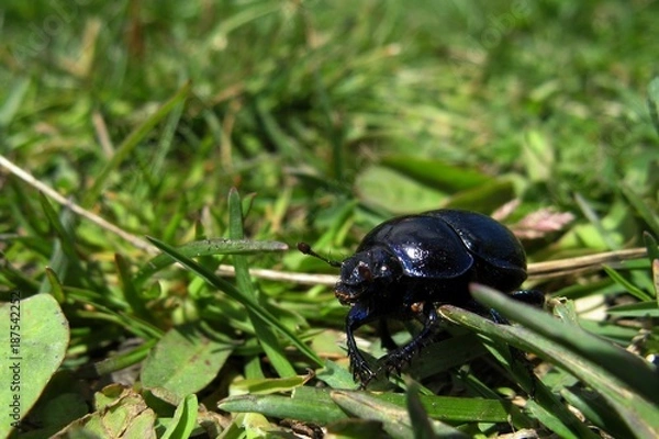Obraz Dor beetle in the grass