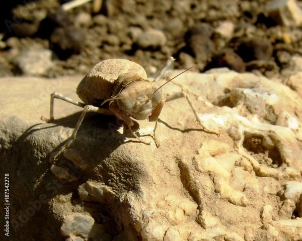 Obraz Desert mantis isolated, Jordan
