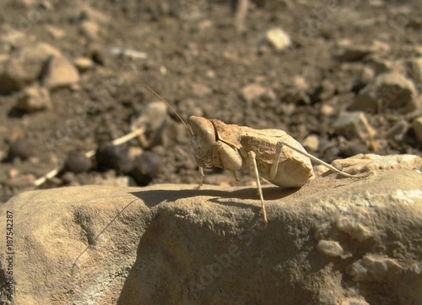 Obraz Desert mantis macro, Jordan