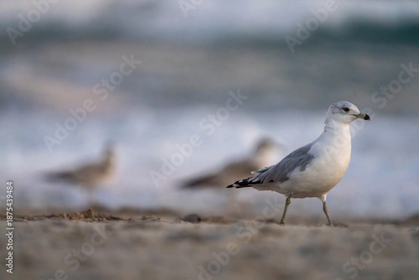 Obraz seagulls on the beach
