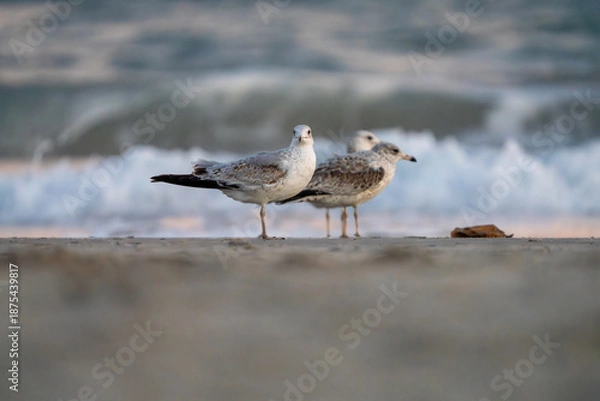 Obraz Multiple seagulls on the beach