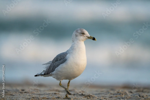 Obraz seagull walking on the beach