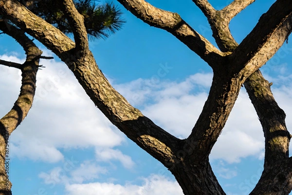 Obraz tree in the sky