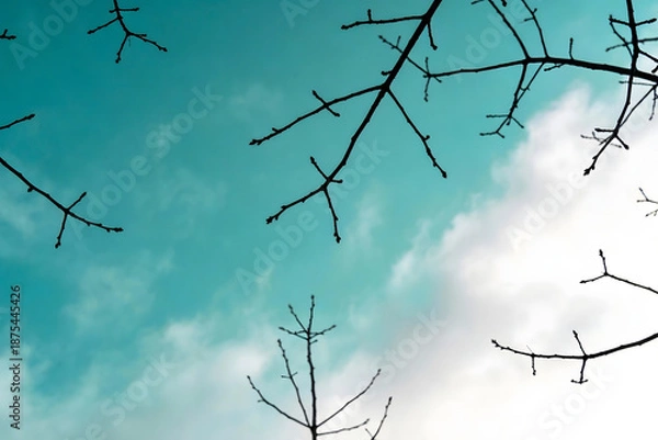 Obraz branches against blue sky