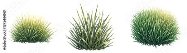 Obraz Three green grass clumps on transparent background