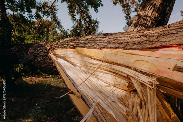 Obraz Fallen tree, broken tree