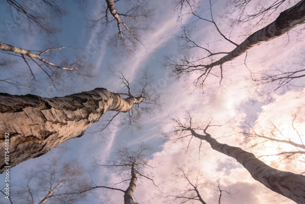 Obraz dead tree in winter