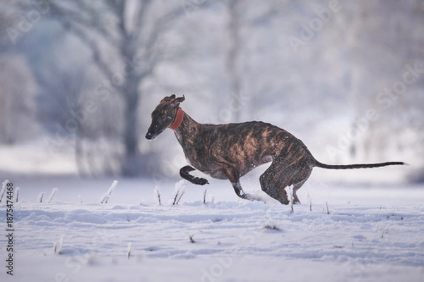 Obraz gestromter spanischer Windhund rennt durch Schnee